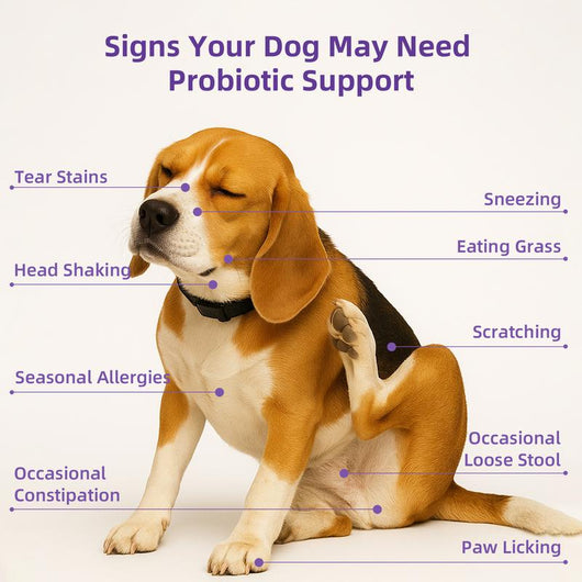 HAPWAG 8 - in - 1 Multivitamin Soft Chews for Dogs - PAWFY